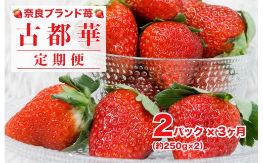 【2027年発送先行予約】【定期便 全３回】苺 古都華(ことか) 250gx2パック３ヶ月連続 奈良 ブランドいちご かたおかの苺 いちご 苺 奈良ブランド苺 イチゴ ブランド 古都華 大粒 苺 旬 産地 直送 フレッシュ イチゴ フルーツ 果物 国産 ベリー 贈答用 プレゼント 人気苺 ふるさと納税苺 ふるさと苺 furusato苺 おすすめ苺