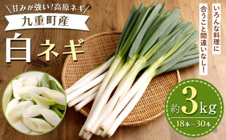 九重町産 白ネギ 約3kg (18本～30本) ネギ 高原ネギ 野菜 【2024年9月下旬-12月下旬発送】