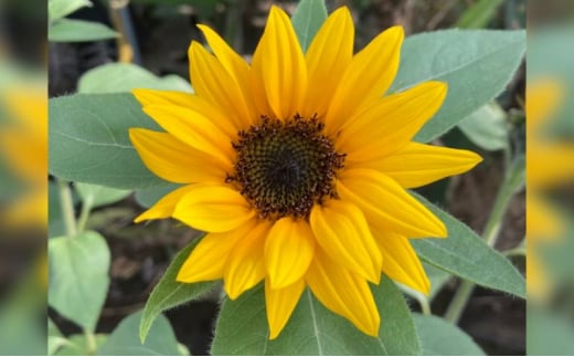 ひまわりの花束 ブーケ 切り花用  サンリッチオレンジ 10～15本 ひまわり ヒマワリ 向日葵 花 誕生日 プレゼント 女性 母 祖母 フラワーギフト 結婚祝い 結婚記念日 妻 送別会 定年 退職祝