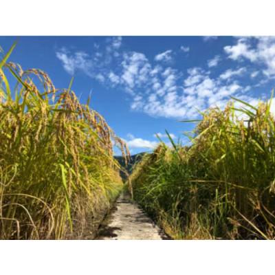 ふるさと納税 五泉市 【2ヵ月毎定期便】新之助 精米 6kg(2kg×3袋)全3回 |  | 02