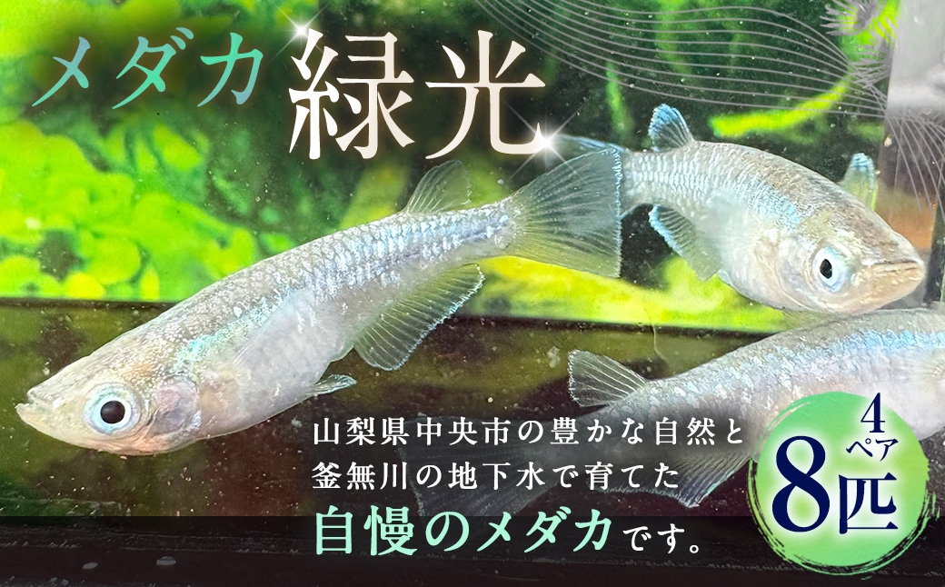 
                  メダカ 【 緑光 】 4ペア 8匹 めだか 観賞魚 愛好家 魚 さかな インテリア 鑑賞 育成 飼育 淡水魚 川魚 生き物 生物 初心者
                