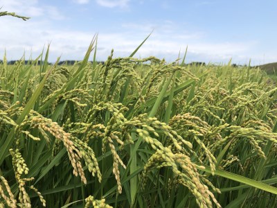 〈令和7年産〉ななつぼし 「氷点の舞」 10kg 5kg×2 北海道 和寒町 精米 米 お米 北海道米 おこめ 高品質 ブランド米 ブランド JA北ひびき 天塩の大地 士別市 剣淵町 