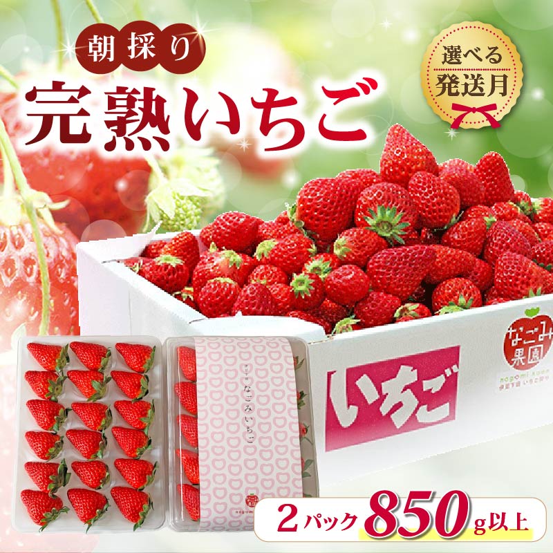 【ふるさと納税】 先行予約 選べる 発送月 1月 3月 4月 完熟いちご 紅ほっぺ 2パック 850g 以上 発送月 朝採り 朝採れ 新鮮 完熟 イチゴ いちご 土耕栽培 季節限定 フルーツ 果物 ストロベリー デザート 旬の果物 静岡県産 なごみ果園 伊豆 下田 贈答 ギフト 産地直送 苺