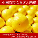 【ふるさと納税】〈先行予約〉神奈川生まれの柑橘 ハウス栽培の湘南ゴールド〈出荷時期:2025年2月15日出荷開始～2025年3月10日終了予定〉【フルーツ オレンジ 果物 柑橘 贈答用 贈答品 家庭用 自宅用 おすそ分け 神奈川県 小田原市 】