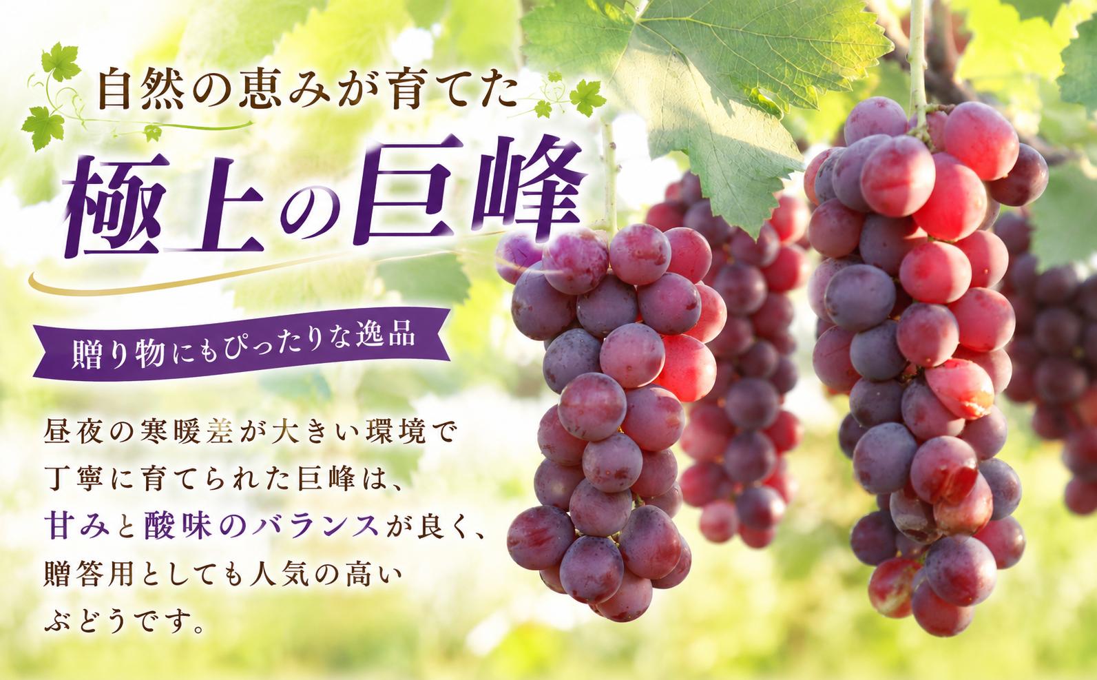 巨峰 300g×8パック 合計約2.4kg