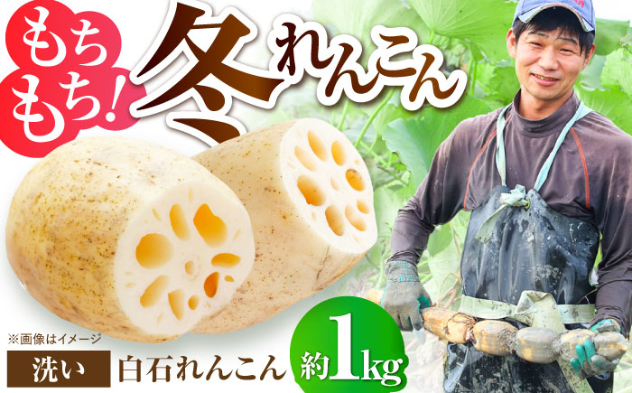 【R8年1月以降発送】土壌からこだわった白石町産洗いれんこん約1kg【野中農園】佐賀県産 農家直送 直送 白石れんこん レンコン 蓮根 根菜 野菜 白石町産 高品質 九州 佐賀県 白石町 [IDC004]