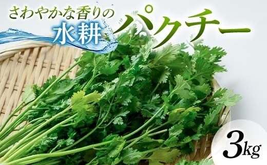 さわやかな香りの水耕パクチー 3kg F6U-279