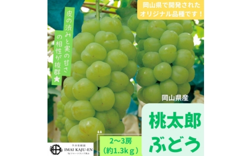 ＜2026年発送＞岡山県産桃太郎ぶどう　2～3房・約1.3kg(クール便)_桃太郎ぶどう ぶどう 1.3kg クール便 贈答 フルーツ 岡山県 津山市 果物 葡萄 大粒 種なし 瀬戸ジャイアンツ 送料無料【1614361】