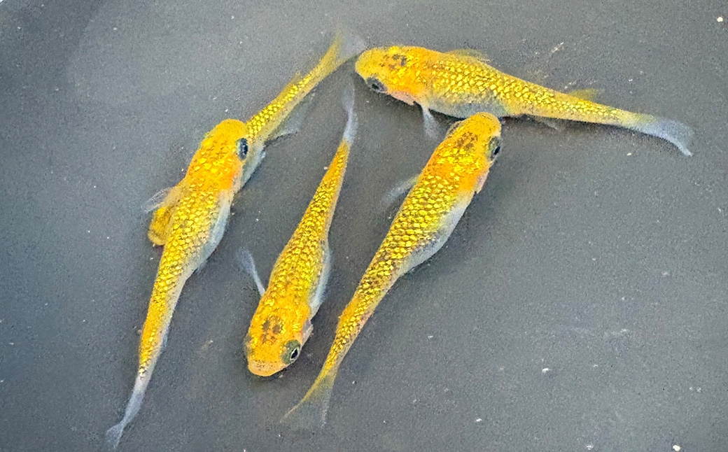 メダカジョルノ 2ペア 4匹
