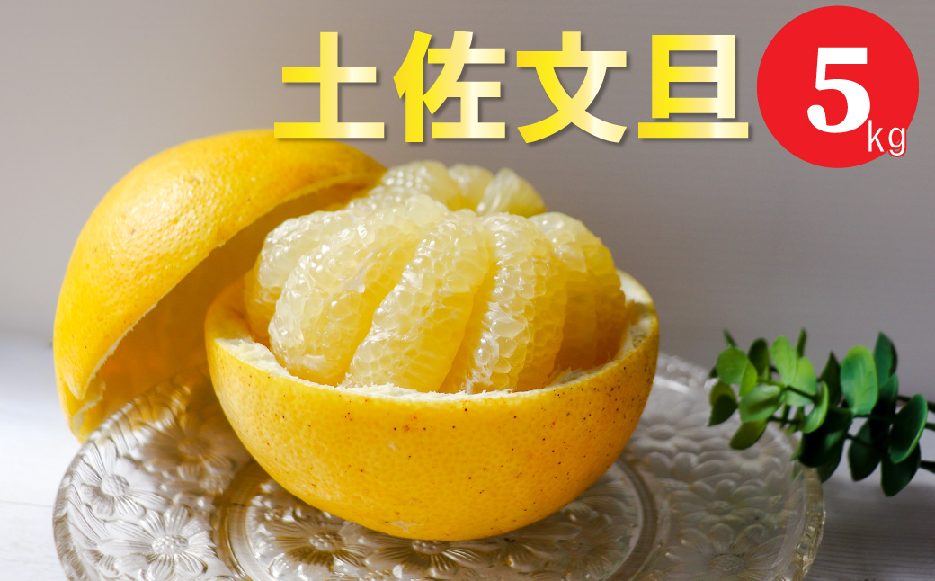 ＜2027年2月～3月ごろ発送予定＞土佐文旦 【5kg】 サイズ混合 果実 果物 柑橘 フルーツ