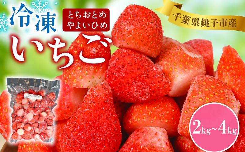 
                  冷凍いちご 2kg ~ 4kg とちおとめ やよいひめ 銚子 苺 いちご 真空パック 冷凍 フルーツ ジャム いちごジャム ストロベリー スムージー アサイー ゼリー ケーキ いちご大福 フルーツサンド ショートケーキ ふるさと納税 ふるさと納税いちご strawberry 新鮮 朝摘み 朝採り 産直 産地直送 ギフト ichigo itigo 送料無料 千葉県 銚子市 神原いちご園
                