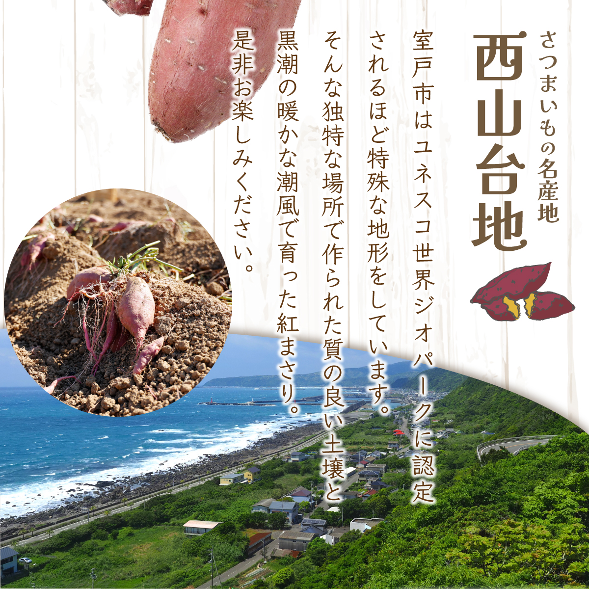 【先行予約】掘りたて！あま?い新さつまいも（紅まさり）2.5ｋｇ 芋 さつま芋 野菜 サツマイモ 数量限定_イメージ4