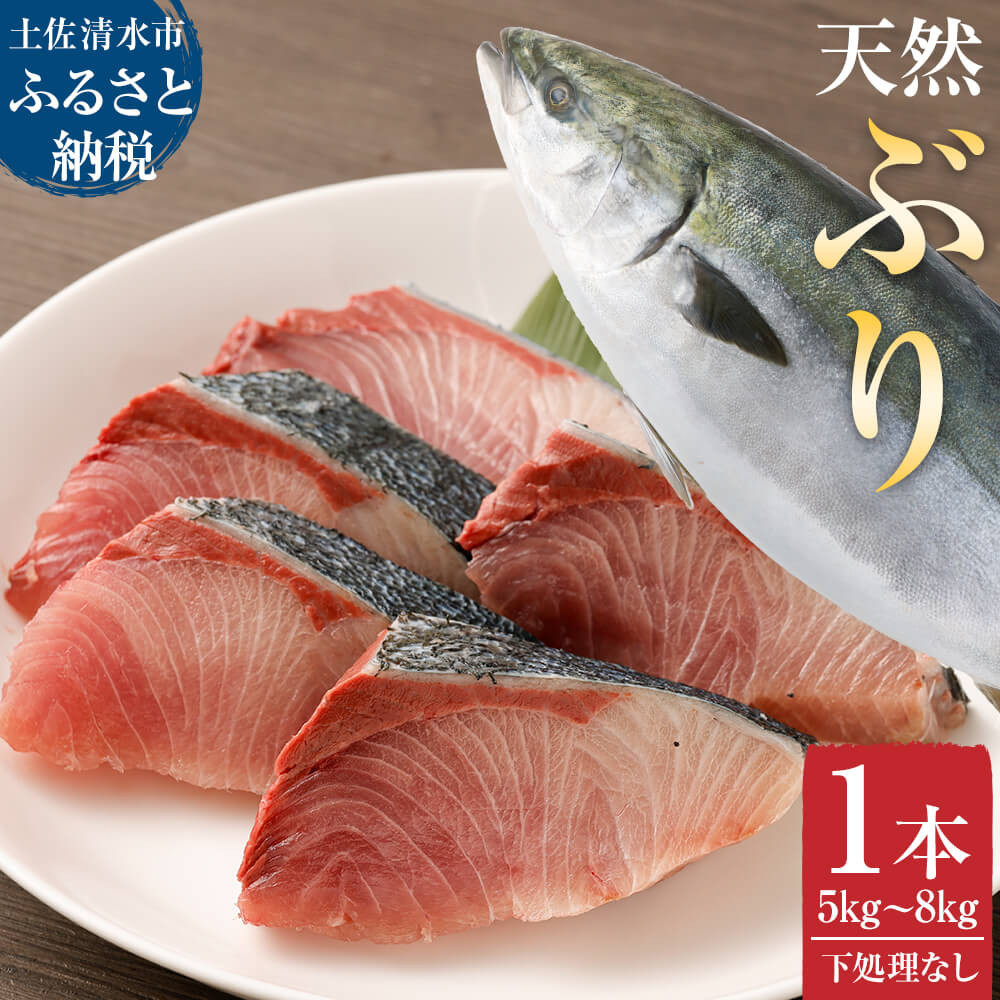 
            【令和8年３月発送】土佐清水産天然ぶり まるごと１本（5kg～8kg）鰤 ブリ 鮮魚 一匹 下処理なし（内臓除去無し）【※着日指定不可※】ぶり大根 刺身 ぶりしゃぶ 天然【R00873】
          