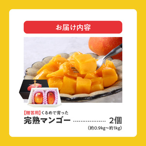 【2026年6月以降お届け】くるめで育った完熟マンゴー（2個：約0.9～1kg）_先行予約 贈答用 完熟マンゴー 2個 約 0.9kg ～ 1kg 久留米産 完熟 マンゴー 国産 とろける 甘さ フル