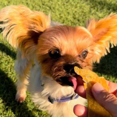 ふるさと納税 吉野ヶ里町 犬の無添加おやつ☆燻製の香りがたまらないスモークジャーキー3種詰合せ(ジビエ・チキン・エミュー) |  | 02