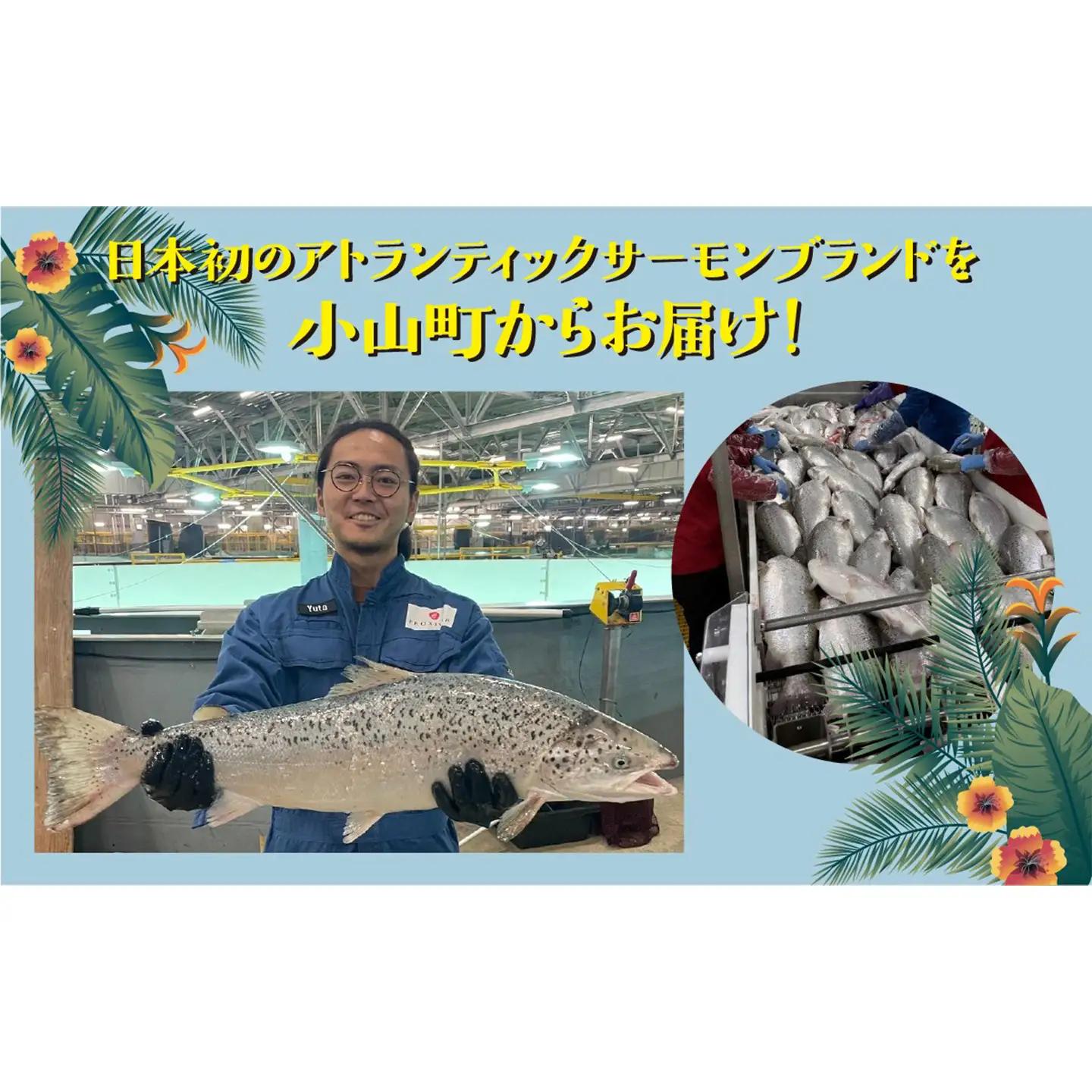 ポキ丼 サーモン 冷凍 食べ比べ 約160g/約130g×2P×4つの味 サーモン