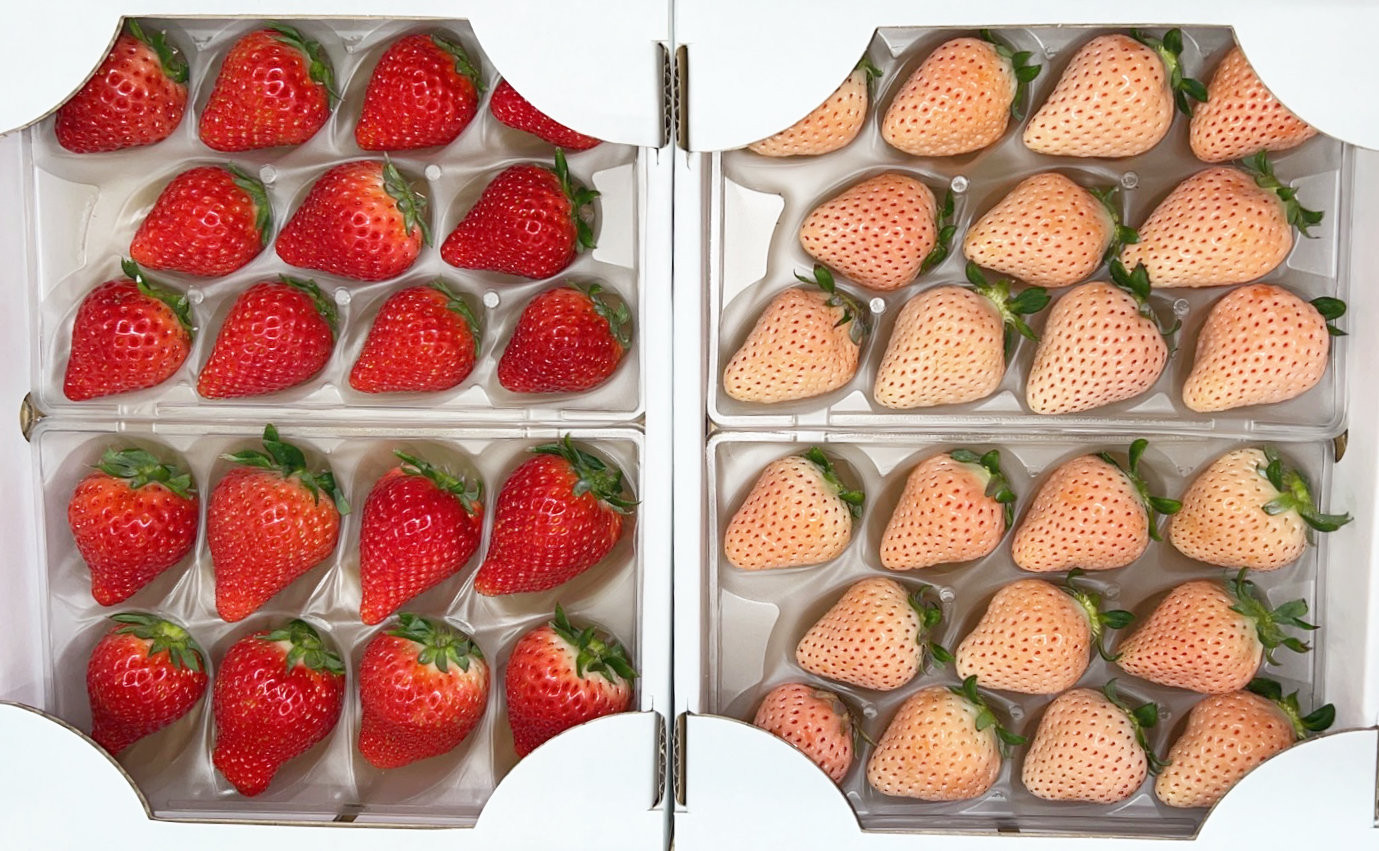 いちご3種（いちごさん、さがほのか、淡雪）