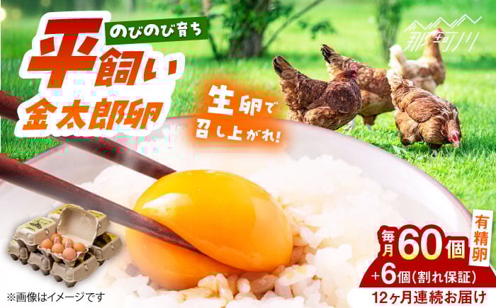 
            【全12回定期便】【TVで紹介！】鮮度ＡＡ級の世界最高ランク！金太郎卵 平飼い 卵 60個（6個入り✕10パック）＜有限会社 フジノ香花園＞那珂川市 卵 金太郎卵 平飼い卵 平飼い 卵 たまご [GAM013]
          
