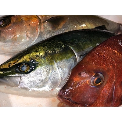 竹中水産の「ハマチ、カンパチ、鯛のいずれかを丸ごと1本お届け!(鯛は2尾)」【H22−231】【配送不可地域：離島・北海道・沖縄県】【1064188】