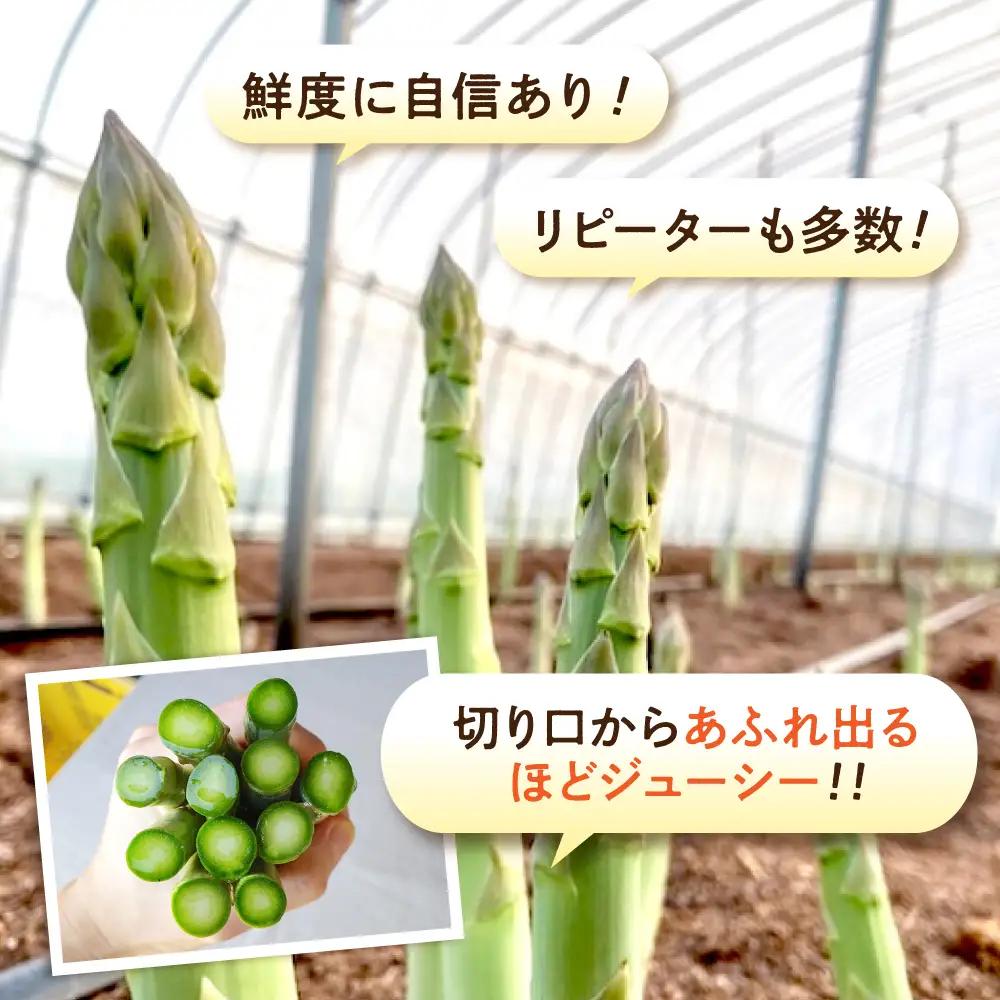 【スピード発送】朝採れ アスパラ 約1.5㎏ [APAU004] アスパラガス
