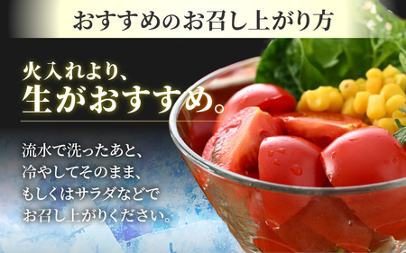 【先行予約】《定期便3回》高糖度 ミディトマト 越のルビー 約2kg 10パック（計約6kg）／ 福井県産 ブランドトマト 中玉 農家直送  野菜 フルーツ並み 甘い 有機肥料 低農薬 サラダ  ※2