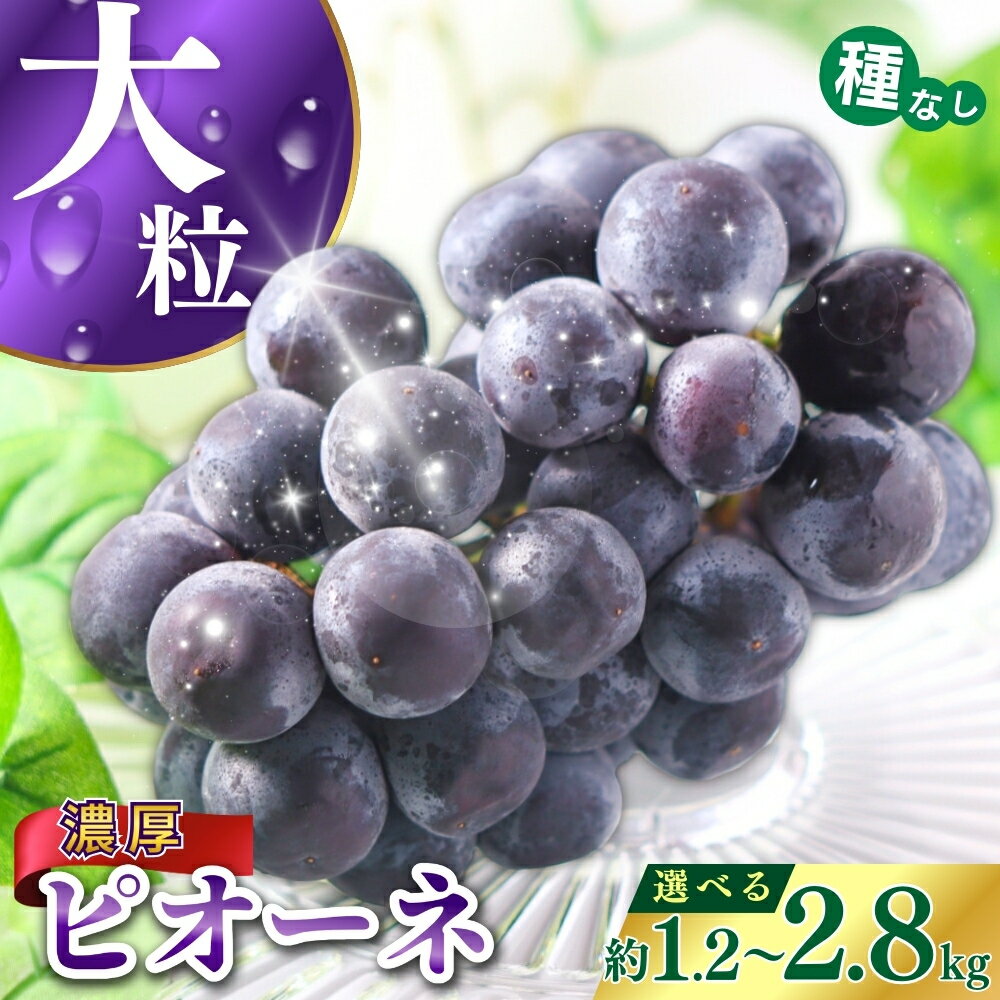 【ふるさと納税】 【甘さとみずみずしさが自慢】種なしピオーネ＜ぶどう 約1.2kg 約2kg 約2.5kg 約2.8kg ＞★2025年8月下旬〜9月中旬頃発送予定★ | 果物 フルーツ ぶどう 葡萄 ブドウ スイーツ かつらぎ町産 青果 食品 人気 おすすめ 送料無料