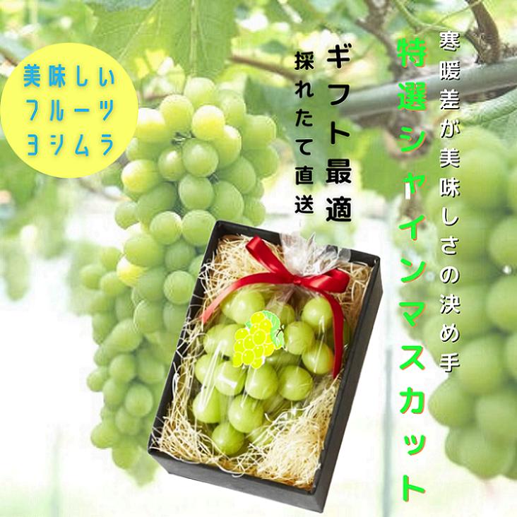 【ふるさと納税】秋田県産シャインマスカット 贈答用 1房【乳酸菌散布】【BARU バイオジャパン吉村株式会社】[B9920]