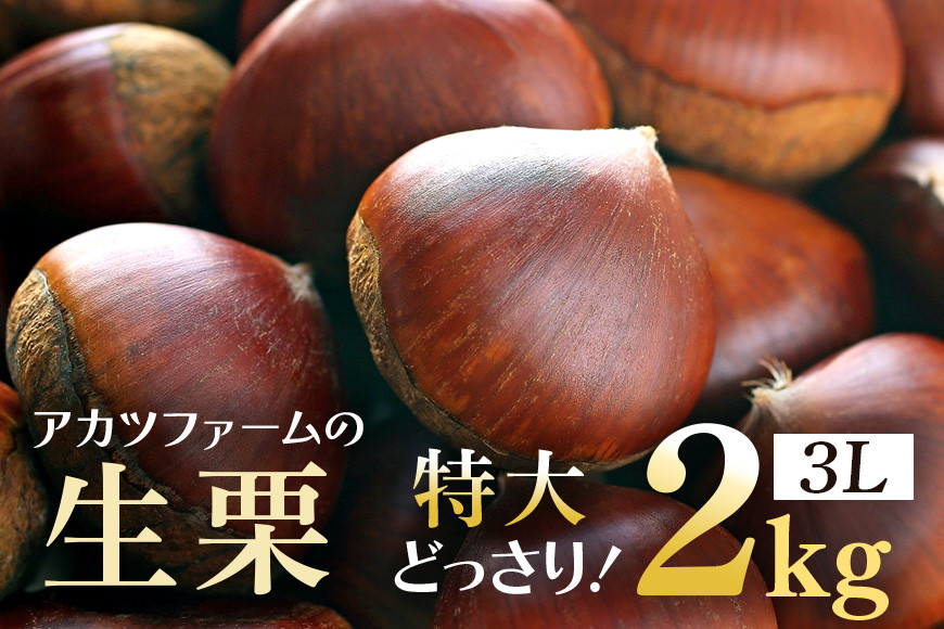 
            生栗 2kg 特大 3Lサイズ 栗 くり 国産 国産栗 和栗 ギフト プレゼント 特大 大きい 大粒 秋 旬 おやつ スイーツ 果物 フルーツ 焼き栗 栗ご飯 栗きんとん 栗おこわ アカツファームの生栗 無添加 栗生産量 日本一 茨城 いばらき
          