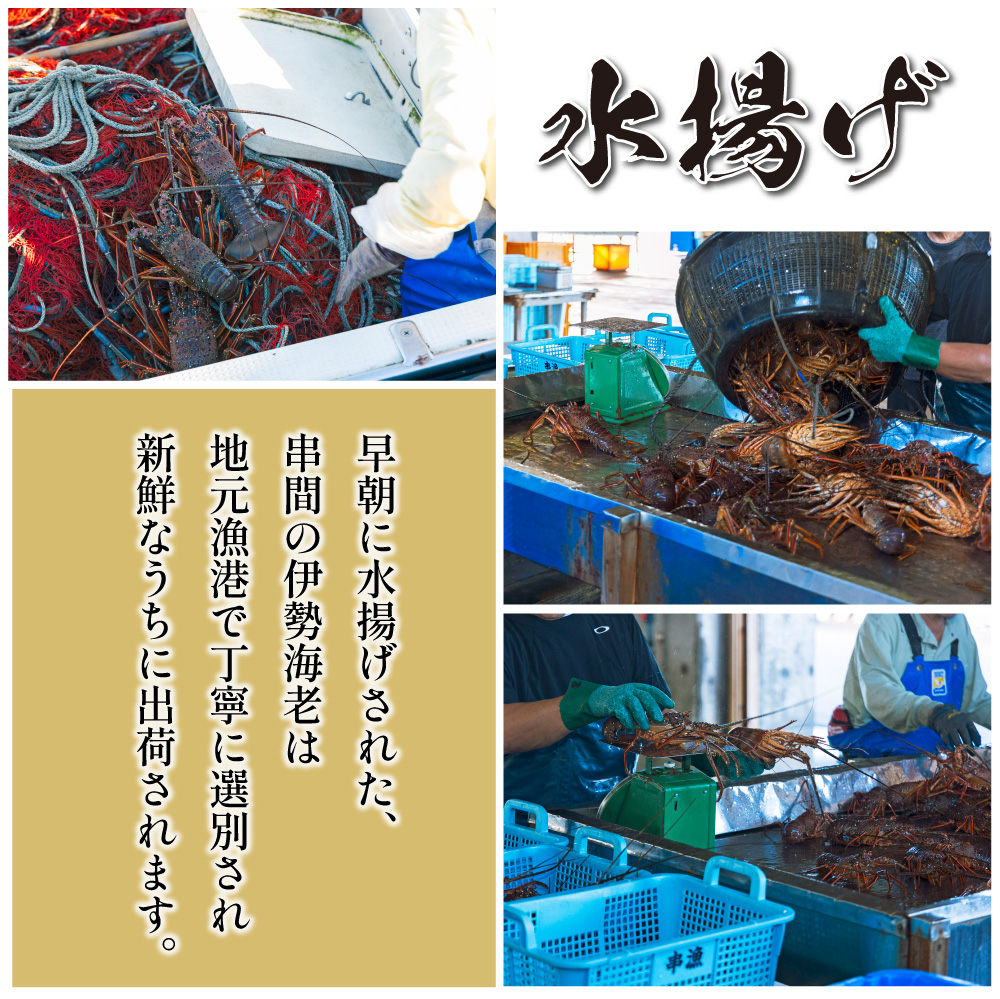 L-D3 <先行予約・期間限定>串間市産!天然イセエビ1.6kg以上 鮮度抜群の伊勢海老を食卓へお届け【串間市漁業協同組合】【L-D3】