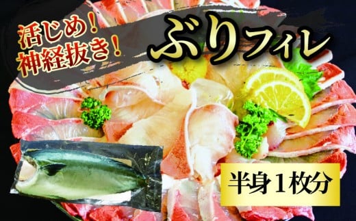 活じめ！神経抜き！ぶりフィレ 半身1枚 | 鮮魚 刺身 お刺身 お刺し身 魚介 魚 海の幸 冷蔵 ブリ 鰤 ぶり 愛媛県 松山市