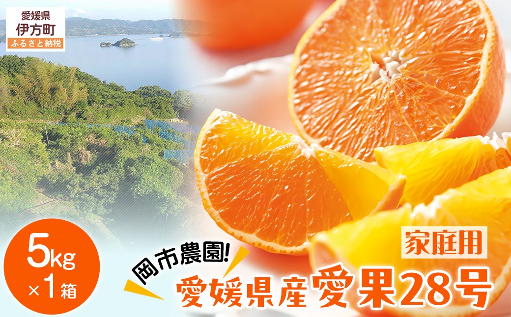 
                  【先行予約】【数量限定】岡市農園！愛媛県産 愛果28号（家庭用） 5kg×1箱（サイズ混合）（2026年12月中旬より順次発送）  【ふるさと納税 人気 おすすめ ランキング 柑橘 みかん ミカン 蜜柑 愛果28号 紅 まどんな と同品種 果物 フルーツ 家庭用 岡市農園 愛媛県産 愛媛県 伊方町 送料無料】 IKTV005
                
