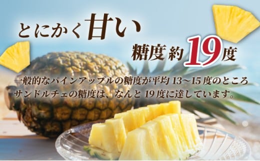 【先行予約】《2025年夏季 順次発送》サンドルチェ大玉2～3個 計2.4kg【 産地直送 沖縄 石垣 フルーツ パイナップル パイン サンドルチェ 】SI-41