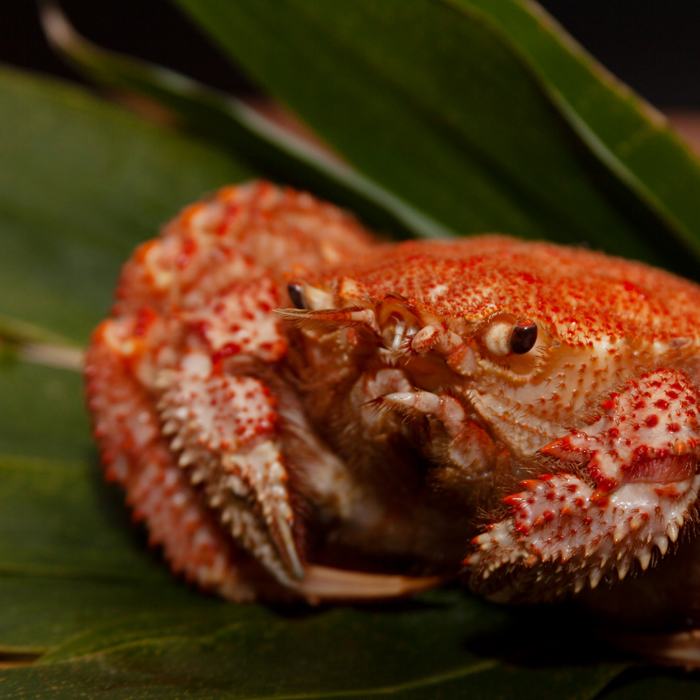 【令和8年発送先行予約】三陸産！活毛ガニセット 400g×2杯【2026年2月～4月発送】【08】