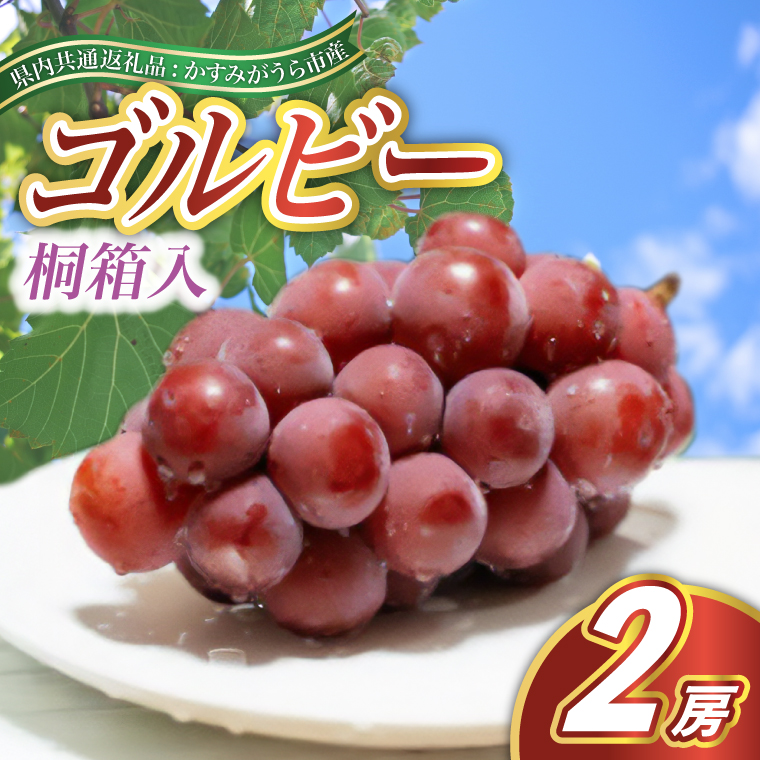 ゴルビー 桐箱入り 2房 ＜2026年9月より順次発送予定＞ (県内共通返礼品:かすみがうら市産)  フルーツ 果物 くだもの ぶどう ブドウ 葡萄 新鮮 季節限定 旬 旬の果物 季節の果物 茨城 (BR115)