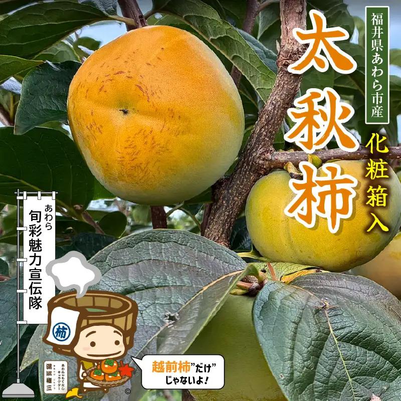  【先行予約】「越前柿」だけじゃないよ！希少なあわらの「太秋柿」6個入（1.8kg以上） ／ 果物 フルーツ 産地直送 期間限定 ※2026年10月下旬以降発送予定 [aw131-a001]