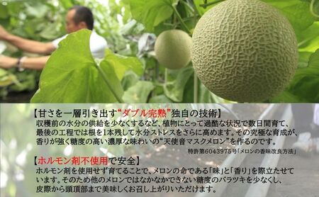 【2024年2月上旬以降順次発送】天使音（あまね）マスクメロン １玉（1.4kg以上）【配送不可：離島】