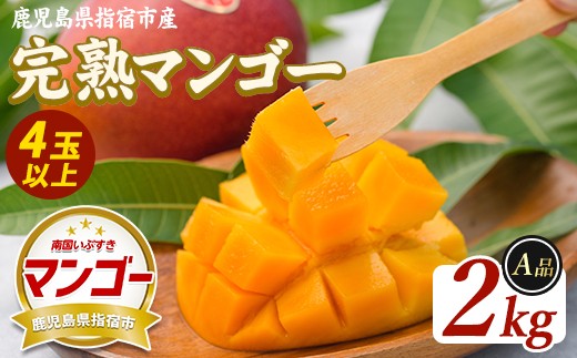 【2026年発送】鹿児島県指宿産 完熟マンゴー 約2kg (室屋植物園/IB163-002) 贈答用 完熟 フルーツ 果物 果実 デザート スイーツ 南国 化粧箱入