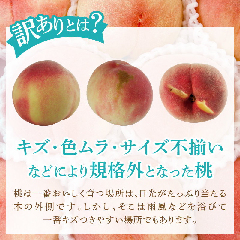 味自慢桃【訳あり品】を感謝込めて朝どれでお贈りします！約2kg（4～8玉）【2025年発送】（LMS）A07-415