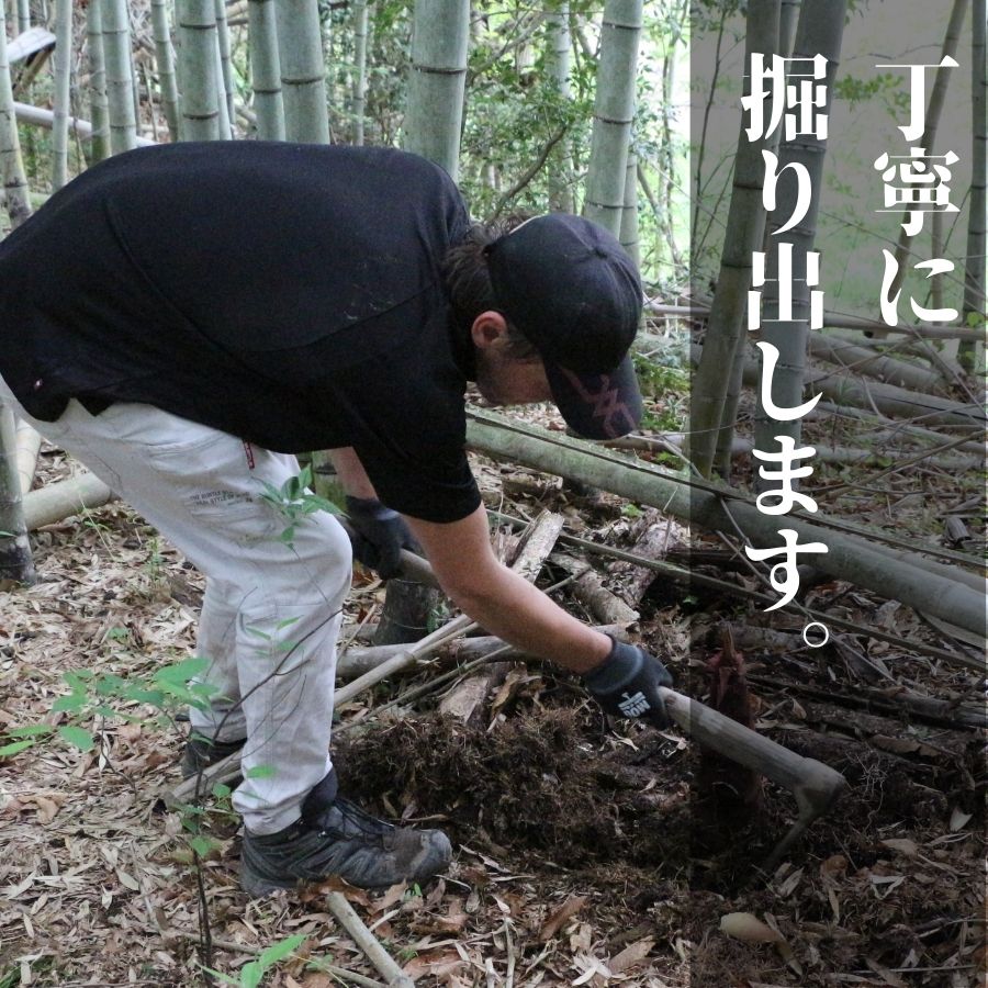 国産 たけのこ 水煮 900g 朝採れを即加工 タケノコ 竹の子 筍 小分け 長期保存 真空パック たけのこご飯 煮物に