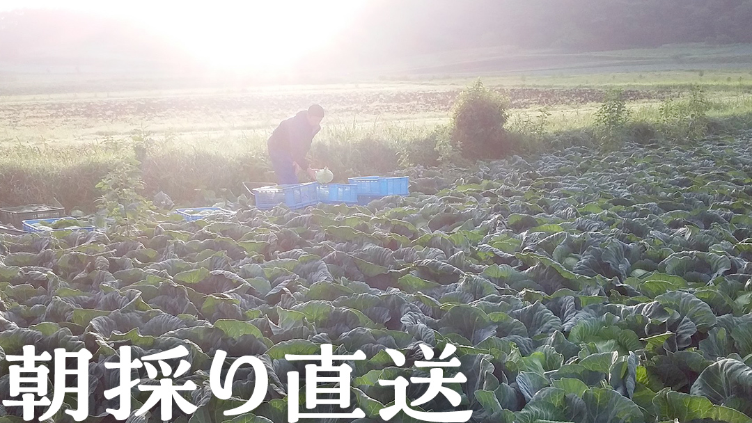 【 2025年 7月中旬 発送開始 】 《 3か月 定期便 》まぼろしの419キャベツ 2玉 3カ月 きゃべつ 嬬恋村産キャベツ 羽生田売店 幻のキャベツ419 産地直送 期間限定 先行予約 人気 朝