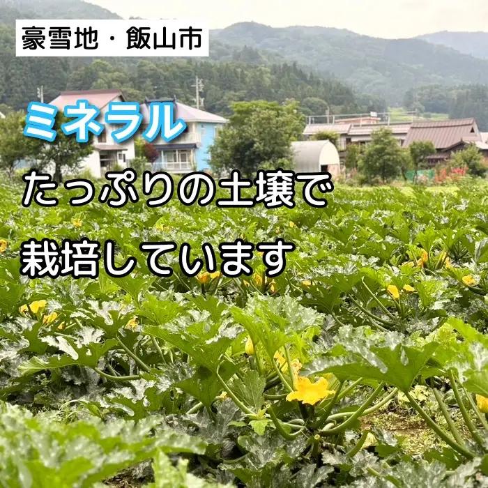 朝採り!! 新鮮ズッキーニ 岸田農園 Cd-001 ズッキーニ