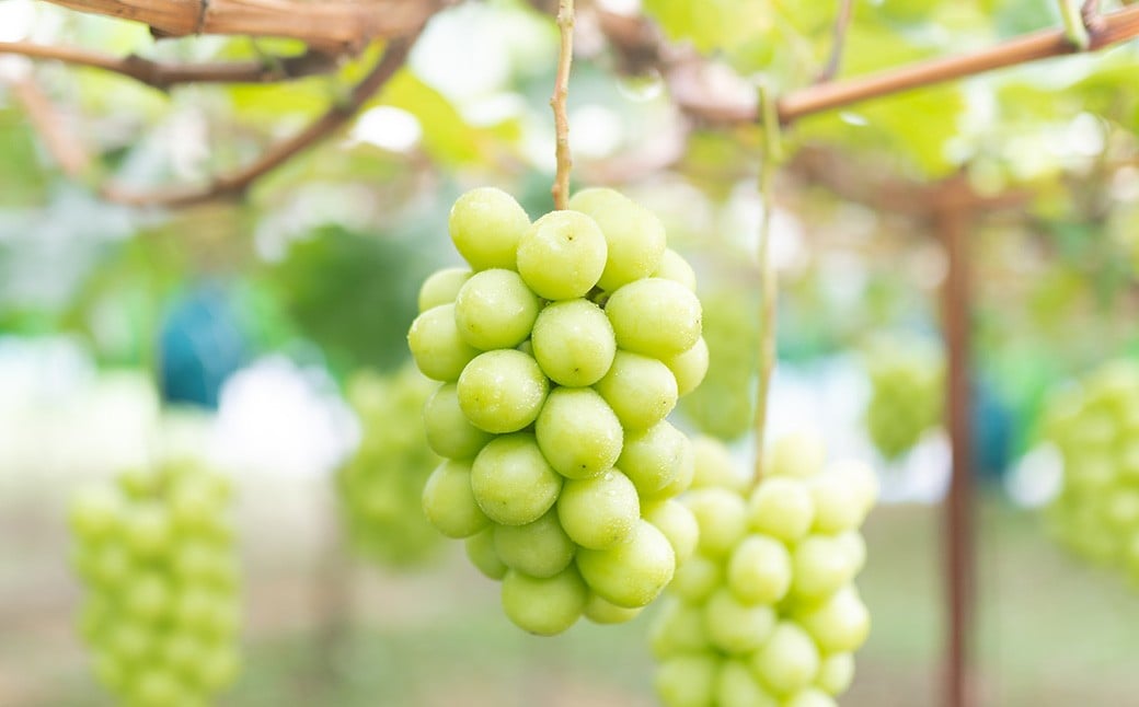 ご家庭用シャインマスカット3～5房（2kg以上）【2026年8月下旬から10月上旬頃発送予定】