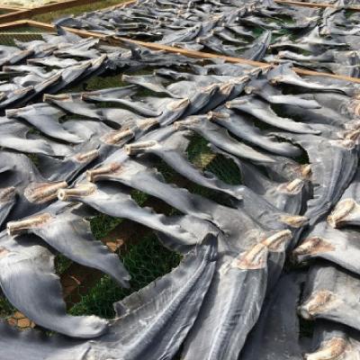 ふるさと納税 館山市 【エコ包装】「フカヒレ姿煮」大尾びれ1枚入り(530g×1枚)　尾びれ重さ約201-240g |  | 03