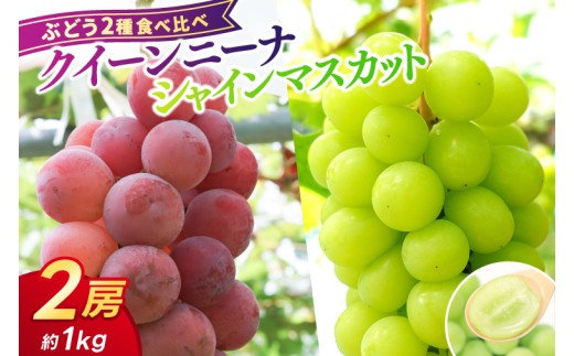 ＼受付終了まであとわずか！／【数量限定】 2025年産 ぶどう 2種 食べ比べ クイーンニーナ/シャインマスカット 2房 (約1kg) 希少品種 岩手県紫波町産 ぶどう 食べ比べ 2種 セット 贈答品 ギフト フルーツ 葡萄 ブドウ 2個 高品質 完熟 甘い 新鮮 産地直送 (AR033)