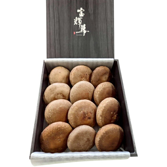 【ふるさと納税】こだわり極めたしいたけ「宝輝茸」 しいたけ シイタケ 椎茸 きのこ キノコ ブランド オーガニック 極上 菌床 宝輝茸 shiitake 鳥取県 日吉津村