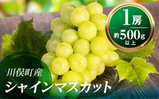【先行予約】川俣町産 ぶどう シャインマスカット 1房 約500g以上 FAF-0065