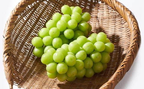 【特選房】シャインマスカット 約 1.5kg 2～3房 長野 特選 大粒 ぶどう 種なし 皮ごと 産地直送 フルーツ 果物 デザート おやつ マスカット 葡萄 秋 旬 旬の果物 旬のフルーツ 信州 信