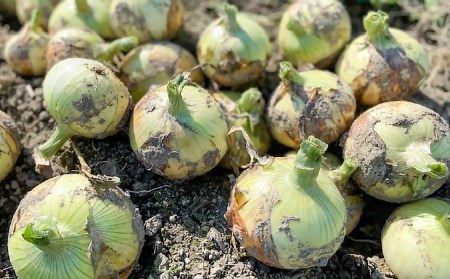 【新玉予約】【しょうちゃんFARM】淡路島　南あわじ市産玉ねぎ3kg　早生　◆配送5月～