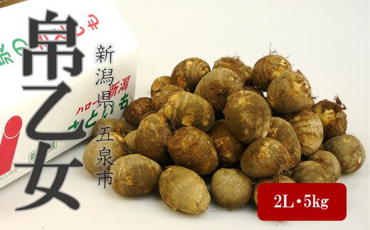 【ふるさと納税】さといも「帛乙女（きぬおとめ）」2Lサイズ・MLサイズ 5kg 選べる 新潟県 五泉市 五泉市園芸組織連絡協議会