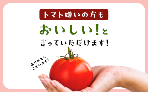 7月3日まで！！！ ＼数量限定／ 坪井農園 こだわりトマト【訳あり】3.5kg 期間限定 限定 トマト とまと 訳あり 訳アリ 不揃い ふぞろい 不揃いトマト 不揃いとまと 期間限定 人気 規格外 3
